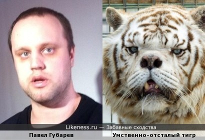 Павел Губарев похож на умственно-отсталого тигра