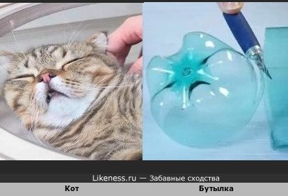 Кот и бутылка