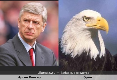 Тренер лондонского &quot;Арсенала&quot; Арсен Венгер похож на белоголового орла