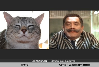 Забавное сходство кота и Армена Борисовича из фильма &quot;Здравствуйте, я ваша тетя&quot;