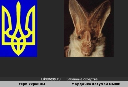 В гербе Украины можно разглядеть мордочку летучей мыши
