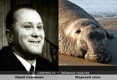 Юрий Соковнин и морской слон