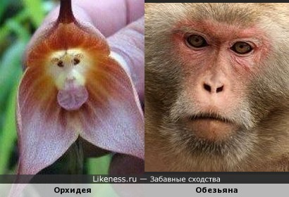 Орхидея похожа на обезьяну