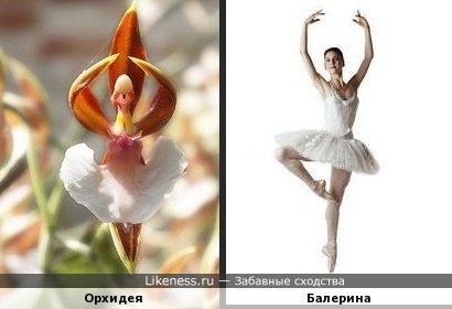 Орхидея напоминает балерину