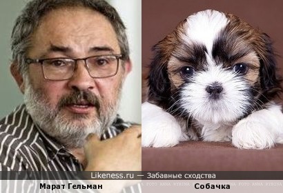 Марат Гельман похож на маленькую собаку Ши-Тцу