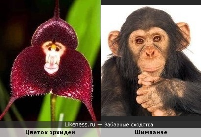 Цветок орхидеи похож на обезьяну