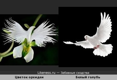 Цветок орхидеи похож на белого голубя в полёте