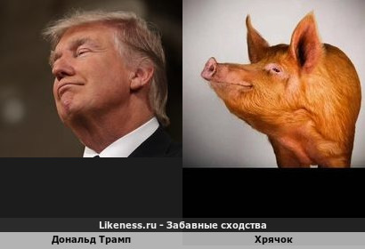 Дональд Трамп напоминает поросенка
