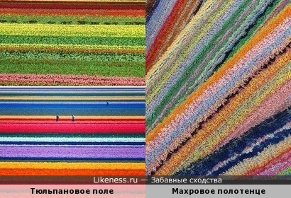 Тюльпановое поле напоминает махровое полотенце