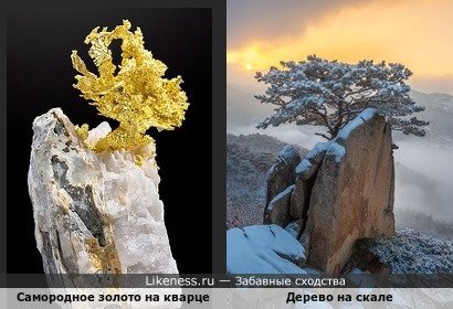 Самородное золото на кварце напоминает дерево на скале