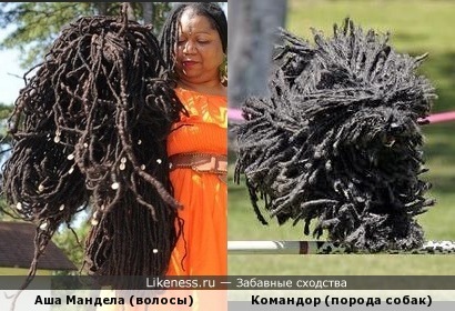 Волосы как у собаки))))
