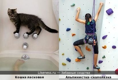 Кошка напомнила альпинистку