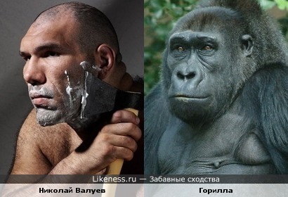 Николай Валуев уж очень похож на эту гориллу... (особенно по габаритам)