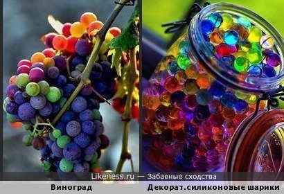 Виноград напоминает разноцветные силиконовые шарики