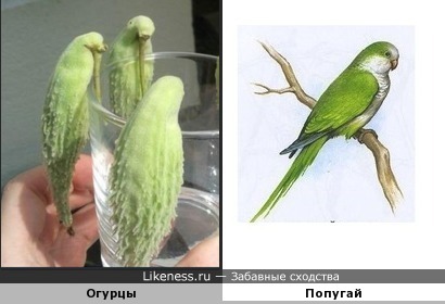 Плоды травянистого растения напоминают попугая