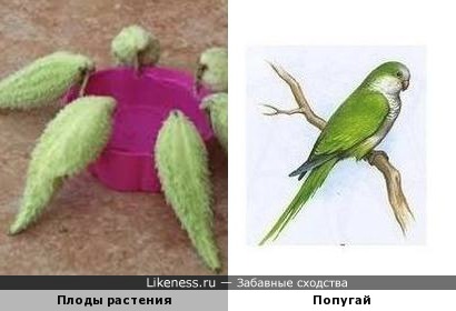 Плоды травянистого растения похожи на попугая