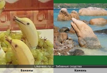Дельфины:бананы и камень