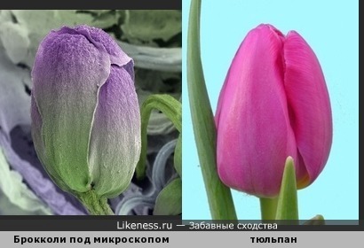 Капуста брокколи опд микроскопом похожа на цветок тюльпана