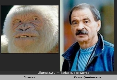 Илья Олейников напоминает данного Примата