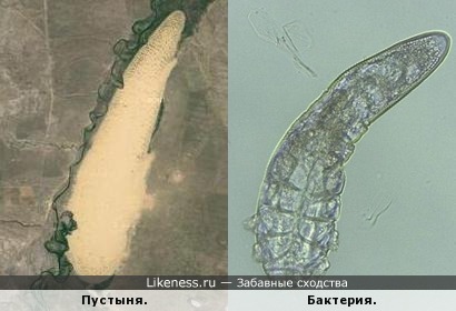 Пустыня в Казахстана похожа на бактерию