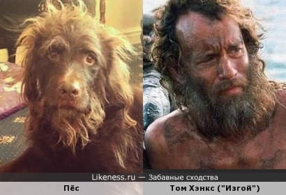 Пёс похож на Тома Хэнкса