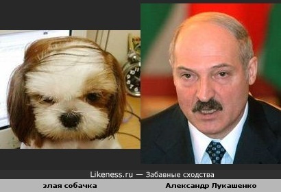 Злая собачка похожа на Александра Лукашенко