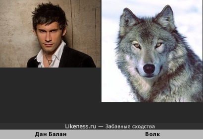 Дан Балан похож на Волка