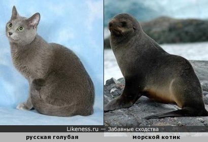 Русская голубая похожа на морского котика