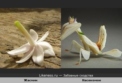 Богомол напоминает цветок жасмина