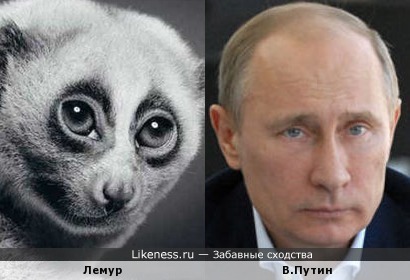 Путин и лемур