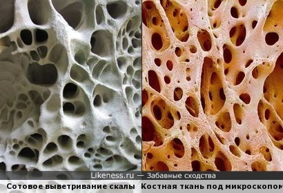 Сотовое выветривание скалы напоминает костную ткань под микроскопом