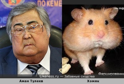 Аман Тулеев похож на хомяка