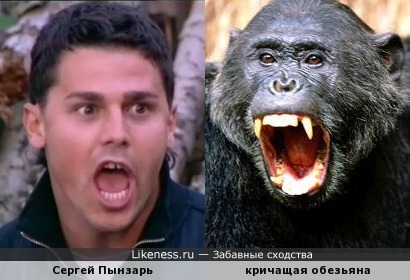 Сергей Пынзарь и кричащая обезьяна