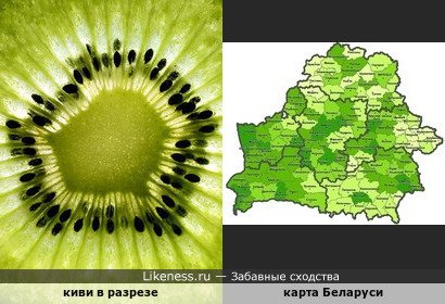 Киви в разрезе напоминает карту Беларуси