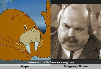 Морж напоминает Владимира Попова