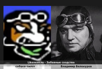 Собака-пилот напоминает Владимира Белокурова
