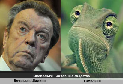 Вячеслав Шалевич напоминает хамелеона