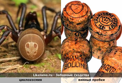 Циклокосмия напоминает винные пробки