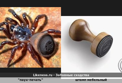 "Паук-печать" напоминает штамп мебельный