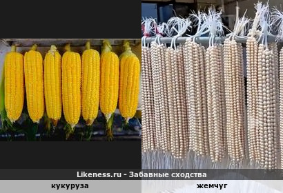 Кукуруза напоминает жемчуг