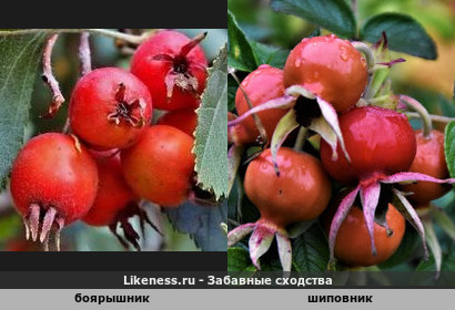 Боярышник напоминает шиповник