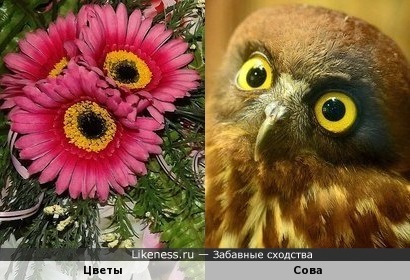 Цветы напоминают сову