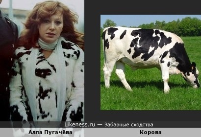 Алла Пугачёва похожа на корову