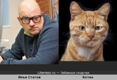 Илья Стогов похож на котика