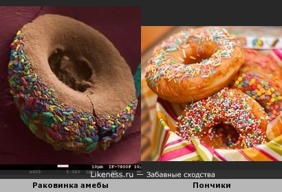 Раковинка амебы похожа на пончик с посыпкой