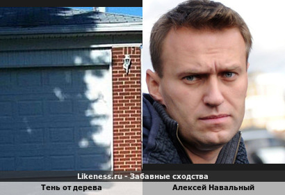 Тень от дерева напоминает лицо Алексея Навального
