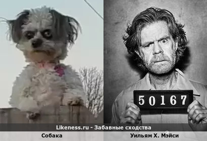Собака один в один похожа на Уильяма Х. Мэйси в роли Фрэнка Галлагера в сериале "Бесстыжие"