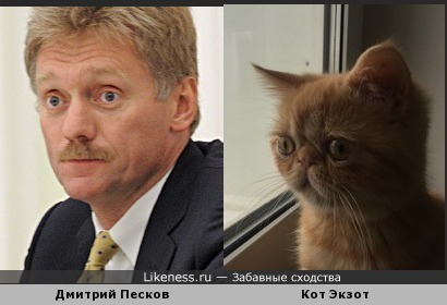 Дмитрий песков похож на кота экзота