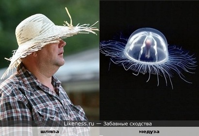 Медуза похожа на шляпу