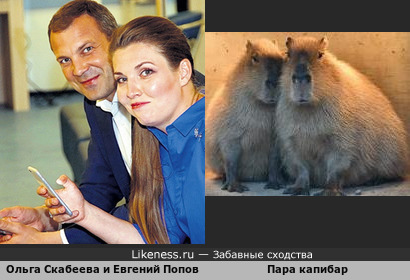 Телеведущие Ольга Скабеева и Евгений Попов похожи на пару капибар